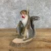 diablo-3/squirrel